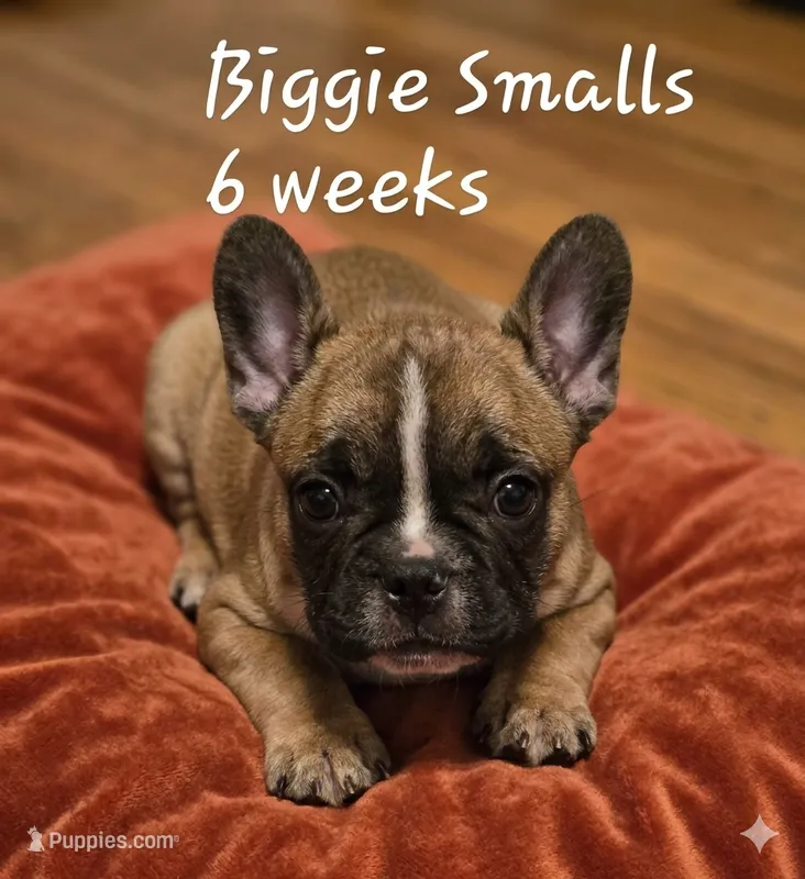 Biggie Smalls – French Bulldog puppy for sale in Edison, NJ