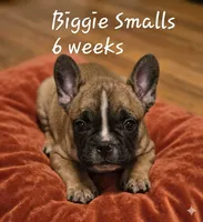 Jimmy aka Biggie, a male French Bulldog for sale in Edison, NJ – 1 of 4
