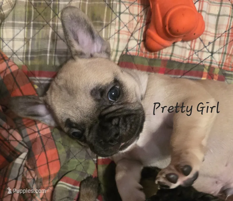 Pretty girl Rose – French Bulldog puppy for sale in Edison, NJ