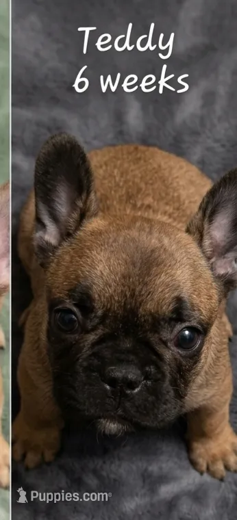 Teddy – French Bulldog puppy for sale in Edison, NJ