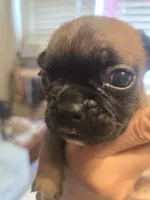 Utride, a male French Bulldog for sale in Edison, NJ – 2 of 2