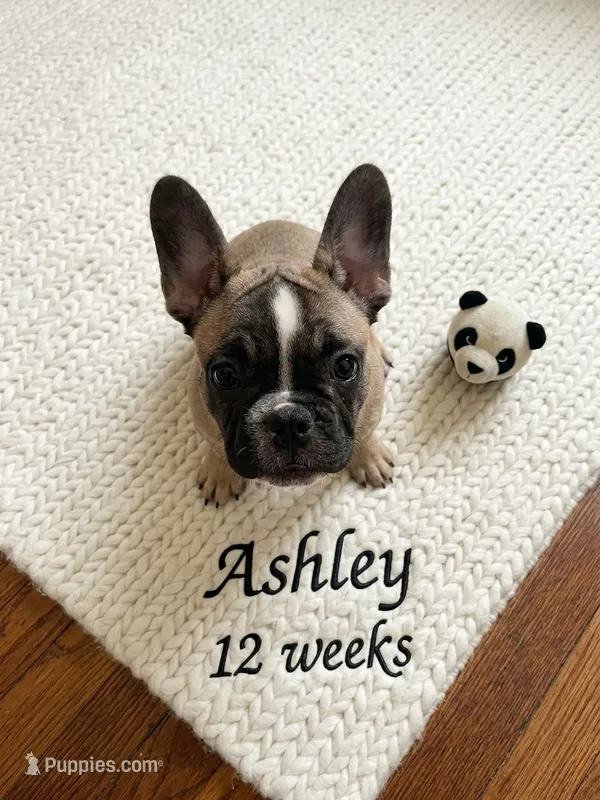 Ashley aka Drip – French Bulldog puppy for sale in Edison, NJ