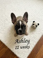 Ashley aka Drip, a female French Bulldog for sale in Edison, NJ – 3 of 8