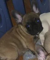 Chestnut aka Utride, a male French Bulldog for sale in Edison, NJ – 1 of 5
