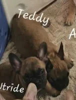 Chestnut aka Utride, a male French Bulldog for sale in Edison, NJ – 5 of 5