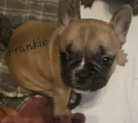 Frankie, a male French Bulldog for sale in Edison, NJ – 2 of 2