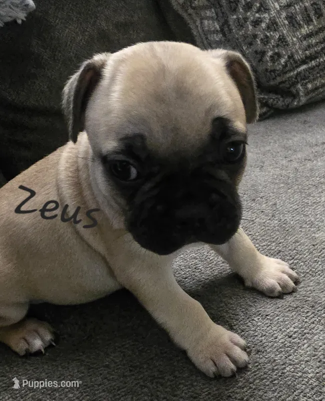 Zeus – French Bulldog puppy for sale in Edison, NJ
