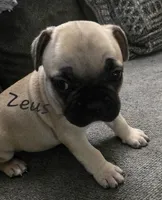 Zeus, a male French Bulldog for sale in Edison, NJ – 1 of 1