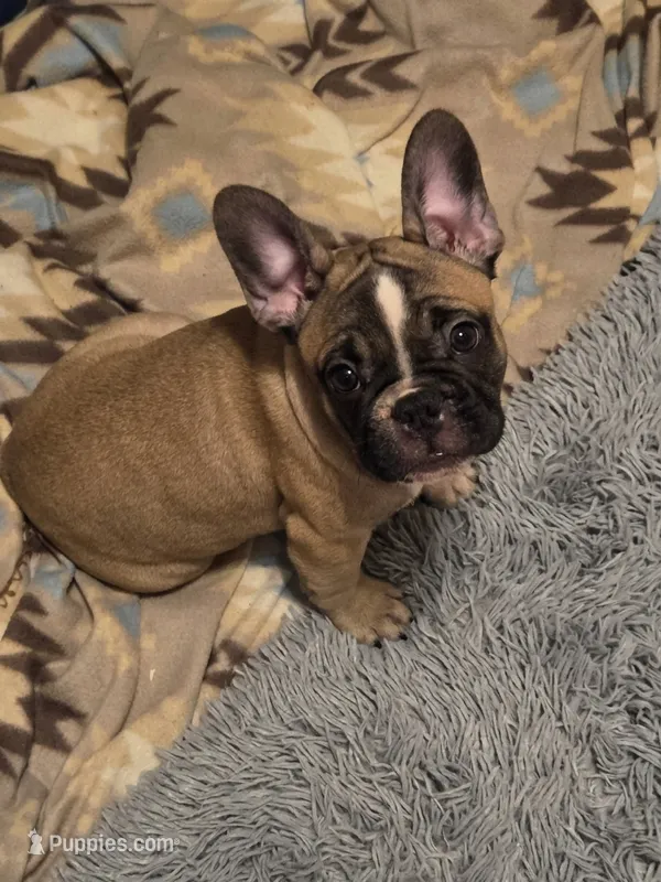 Ashley aka Drip – French Bulldog puppy for sale in Edison, NJ