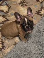 Ashley aka Drip, a female French Bulldog for sale in Edison, NJ – 1 of 8