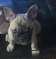 Pretty girl Rose, a female French Bulldog for sale in Edison, NJ – 4 of 6
