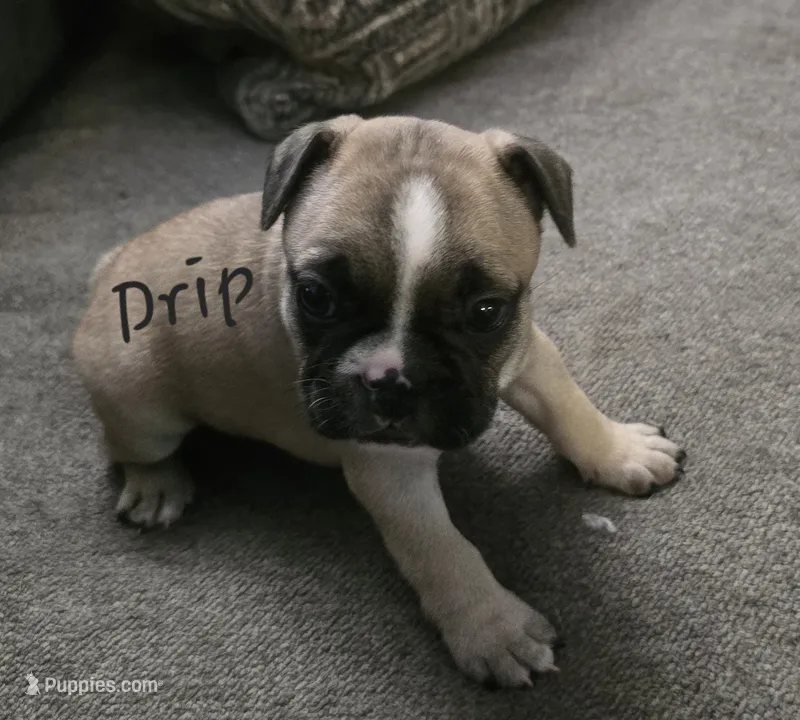 Drip – French Bulldog puppy for sale in Edison, NJ