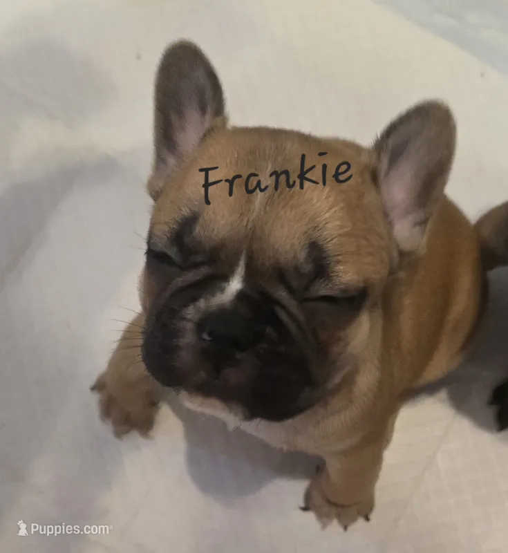 Frankie – French Bulldog puppy for sale in Edison, NJ