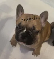 Frankie, a male French Bulldog for sale in Edison, NJ – 1 of 2