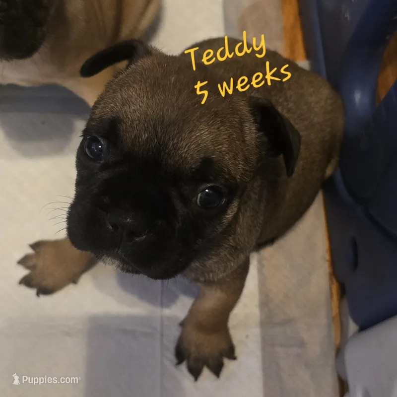 Teddy – French Bulldog puppy for sale in Edison, NJ