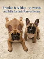 Ashley aka Drip, a female French Bulldog for sale in Edison, NJ – 2 of 8