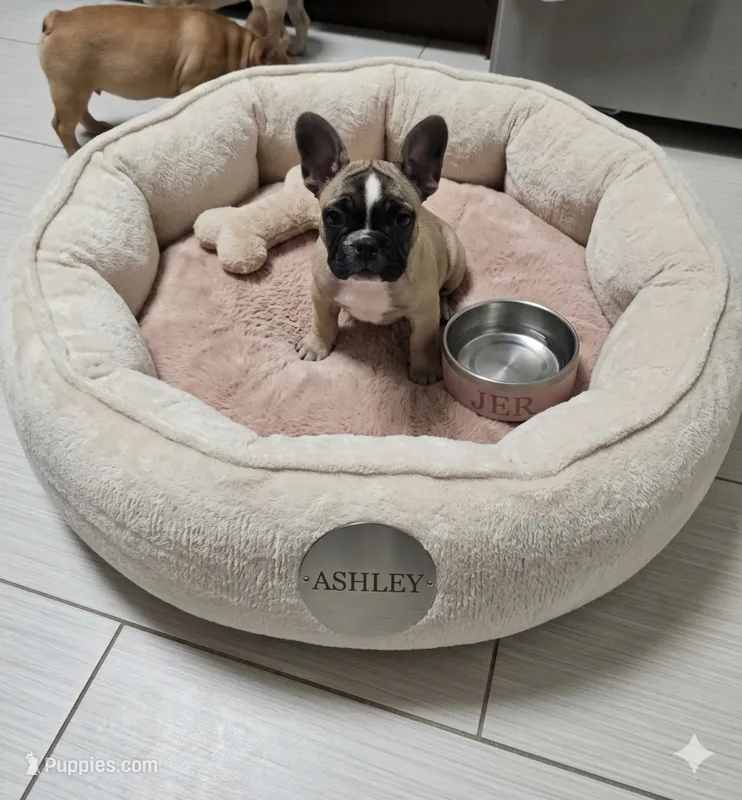 Ashley aka Drip – French Bulldog puppy for sale in Edison, NJ