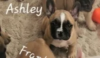 Ashley aka Drip, a female French Bulldog for sale in Edison, NJ – 7 of 8