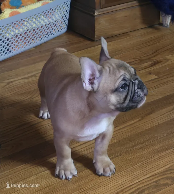 Frankie – French Bulldog puppy for sale in Edison, NJ
