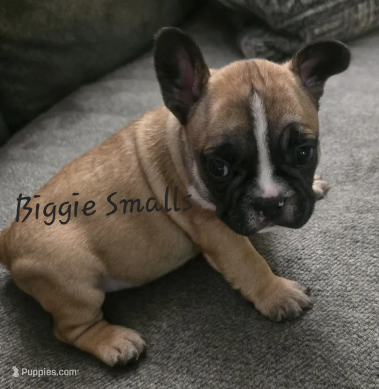 Biggie Smalls – French Bulldog puppy for sale in Edison, NJ