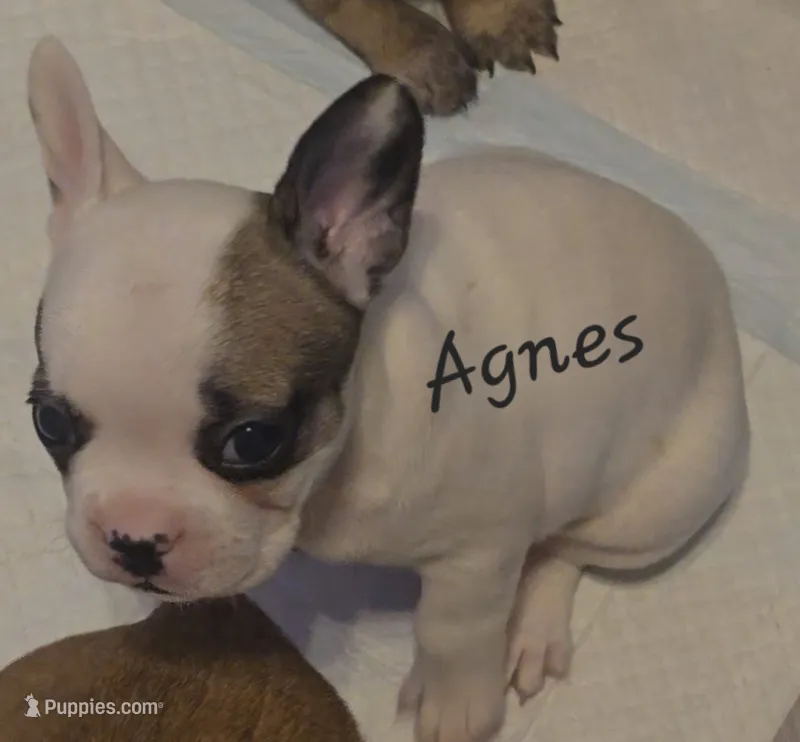 Agnes Piglet – French Bulldog puppy on hold in Edison, NJ