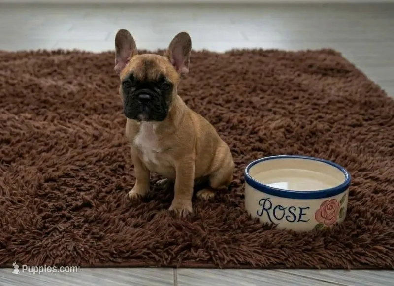 Pretty girl Rose – French Bulldog puppy for sale in Edison, NJ