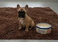 Pretty girl Rose, a female French Bulldog for sale in Edison, NJ – 1 of 6