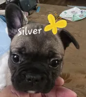 Silver, a female French Bulldog for sale in Edison, NJ – 1 of 2