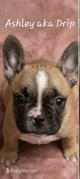Drip – French Bulldog puppy for sale in Edison, NJ