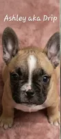 Ashley aka Drip, a female French Bulldog for sale in Edison, NJ – 1 of 2