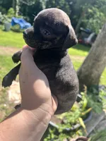 No name , a male Chihuahua for sale in Chillicothe, OH – 3 of 5