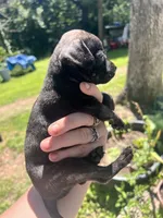 No name , a male Chihuahua for sale in Chillicothe, OH – 2 of 5