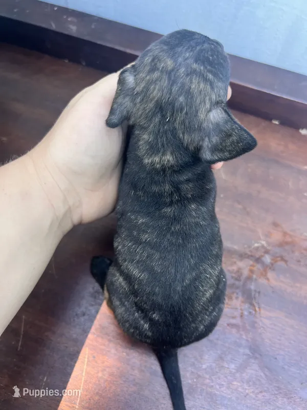 No name  – Chihuahua puppy for sale in Chillicothe, OH
