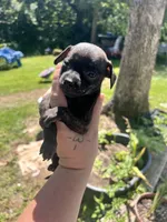 No name , a male Chihuahua for sale in Chillicothe, OH – 5 of 5