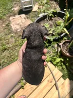 No name , a male Chihuahua for sale in Chillicothe, OH – 4 of 5