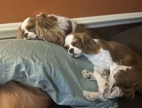 Ginger, a female Cavalier King Charles Spaniel for sale in Dunn, NC – Photo 8 of 8