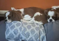 Ginger, a female Cavalier King Charles Spaniel for sale in Dunn, NC – Photo 6 of 8