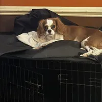 Ginger, a female Cavalier King Charles Spaniel for sale in Dunn, NC – Photo 4 of 5