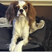 Ginger, a female Cavalier King Charles Spaniel for sale in Dunn, NC – Photo 1 of 5