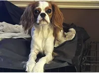 Ginger, a female Cavalier King Charles Spaniel for sale in Dunn, NC – Photo 1 of 8