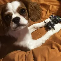 Ginger, a female Cavalier King Charles Spaniel for sale in Dunn, NC – Photo 5 of 5