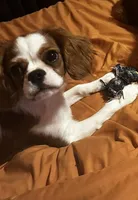 Ginger, a female Cavalier King Charles Spaniel for sale in Dunn, NC – Photo 4 of 8