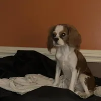 Ginger, a female Cavalier King Charles Spaniel for sale in Dunn, NC – Photo 3 of 5