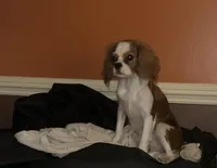 Ginger, a female Cavalier King Charles Spaniel for sale in Dunn, NC – Photo 5 of 8