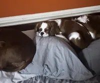 Ginger, a female Cavalier King Charles Spaniel for sale in Dunn, NC – Photo 3 of 8