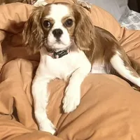 Ginger, a female Cavalier King Charles Spaniel for sale in Dunn, NC – Photo 2 of 5