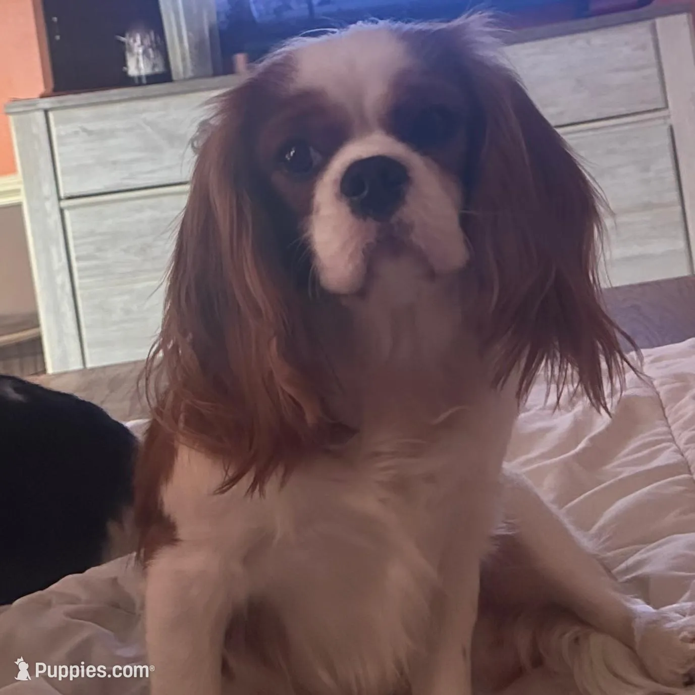 Finnley, a female Cavalier King Charles Spaniel for sale in Dunn, NC – Photo 7 of 9