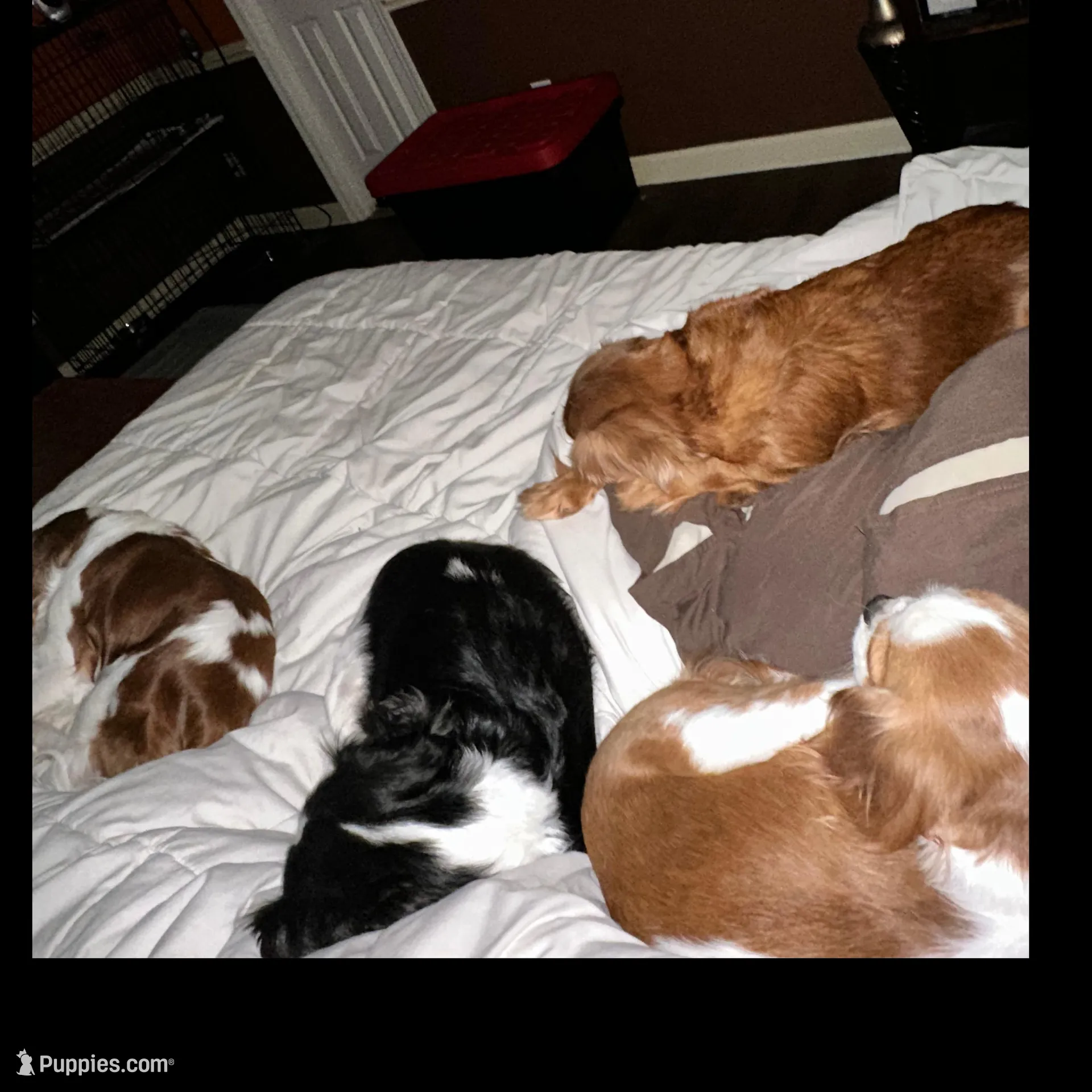 Finnley, a female Cavalier King Charles Spaniel for sale in Dunn, NC – Photo 8 of 9