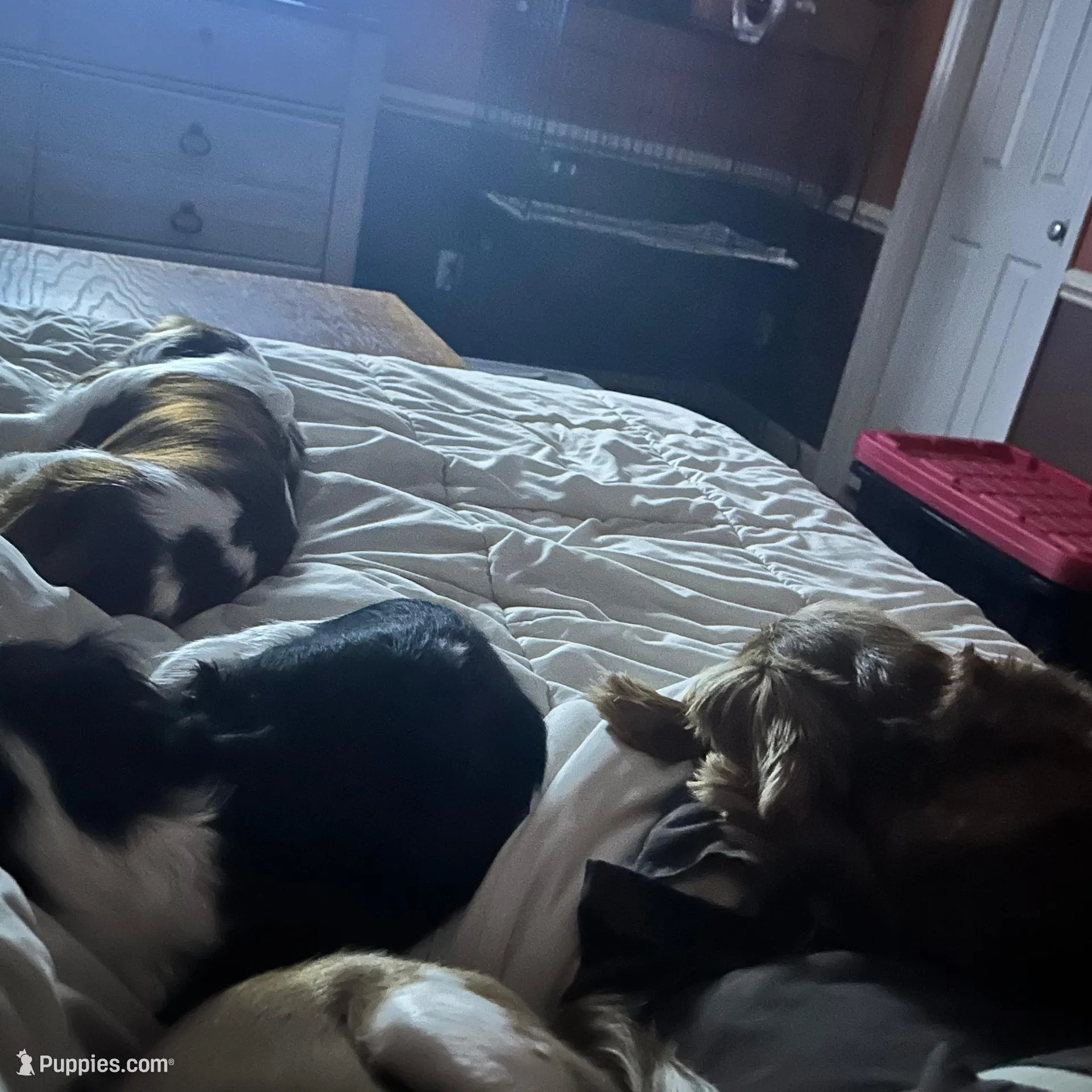 Finnley, a female Cavalier King Charles Spaniel for sale in Dunn, NC – Photo 9 of 9