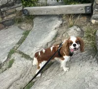 Finnley, a female Cavalier King Charles Spaniel for sale in Dunn, NC – Photo 3 of 9